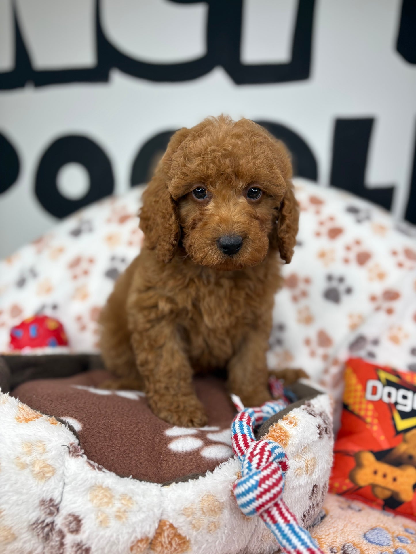 Red Male Toy Poodle ‼️(Deposit Only ‼️ Please Read The Description Below ‼️)