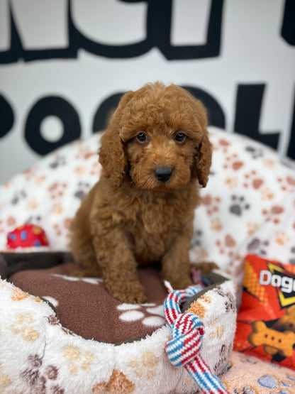 Red Male Toy Poodle ‼️(Deposit Only ‼️ Please Read The Description Below ‼️)