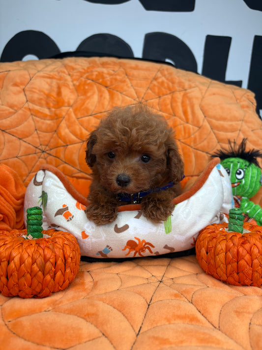 Dark Red Female Micro Poodle (Deposit Only ‼️ Please Read DESCRIPTION Below‼️)