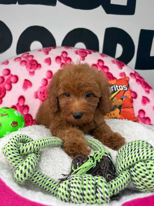 Red Male Toy Poodle ( Deposit Only, Please Read The DESCRIPTION Below‼️)