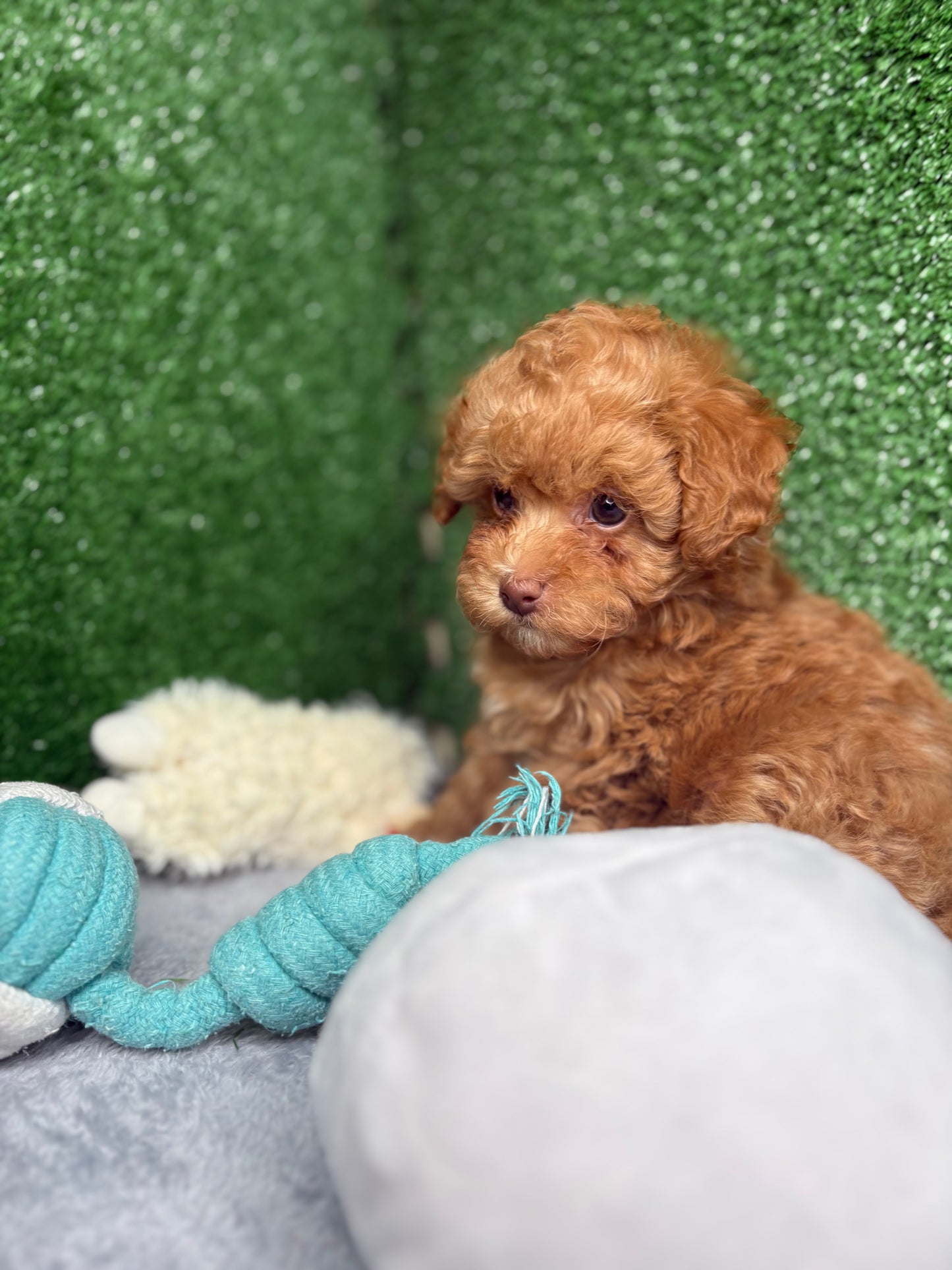 Zen The Micro Poodle 🐩 (Deposit Only ‼️Please Read The Description Below‼️)