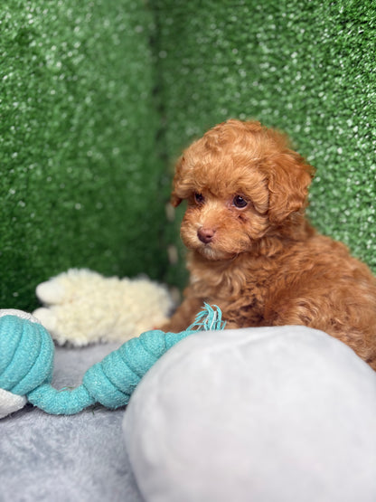 Zen The Micro Poodle 🐩 (Deposit Only ‼️Please Read The Description Below‼️)