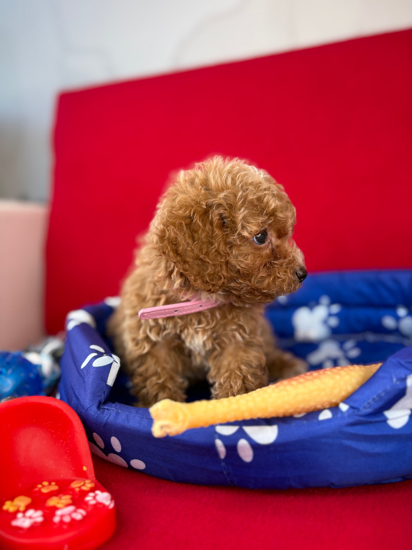 Female Teacup Poodle “Twin 1” ‼️(Deposit Only, Please Read The Description Below‼️)
