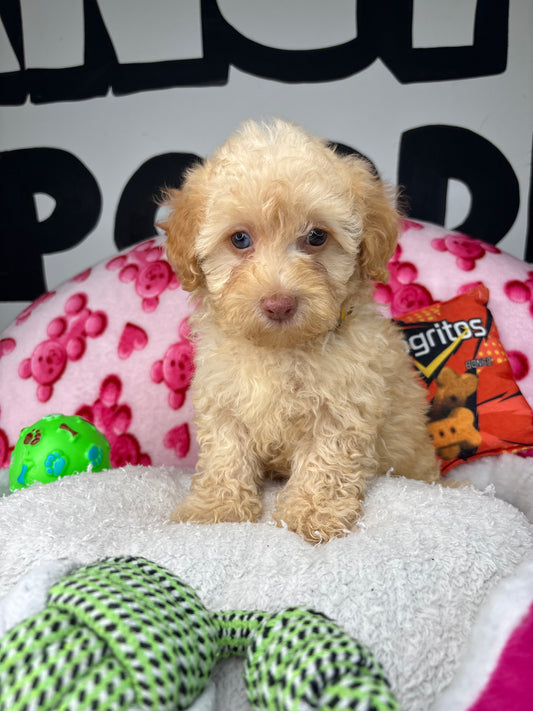 Apricot Male Toy Poodle (Deposit Only‼️Please Read The Description Below‼️)