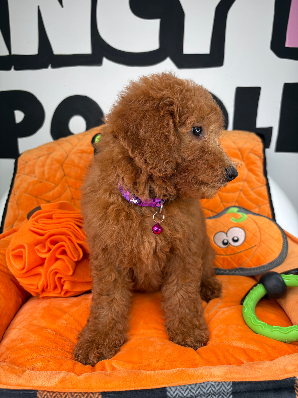 Red Female Miniature Poodle (Deposit Only ‼️ Please Read The DESCRIPTION Below‼️)