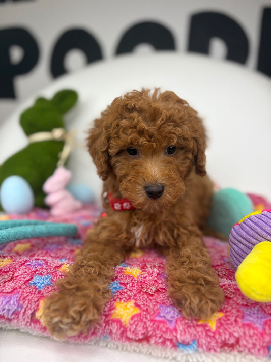 Apricot Male Miniature Poodle ( Deposit Only, Please Read The DESCRIPTION Below‼️)