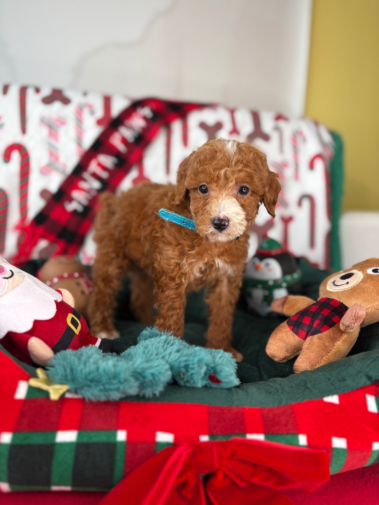 Red And White Male Teacup Poodle (Deposit Only‼️ Please Read The Description Below‼️)