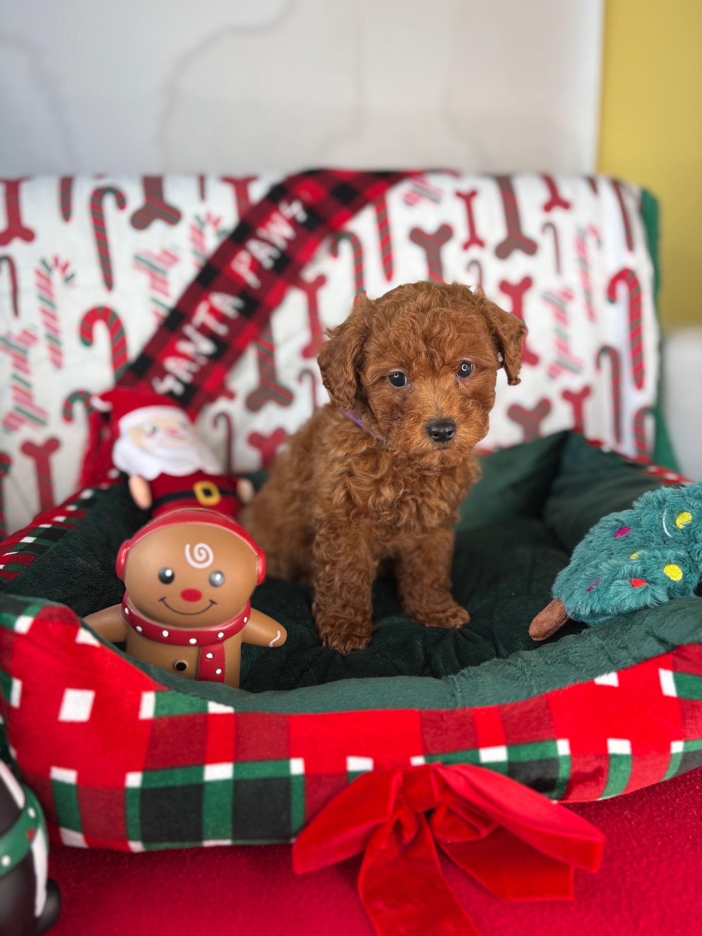 Dark Red Female Toy Poodle ‼️ (Deposit Only Please Read The DESCRIPTION Below‼️