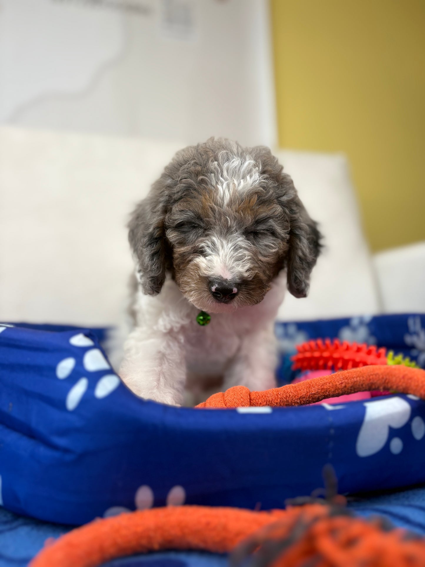 Red Miniature Male Poodle ( Deposit Only, Please Read The DESCRIPTION Below‼️)