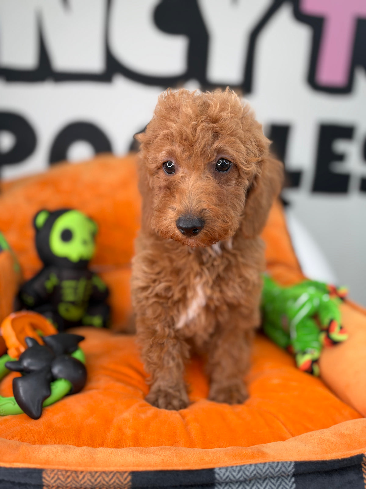 Apricot Male Miniature Poodle ( Deposit Only, Please Read The DESCRIPTION Below‼️)
