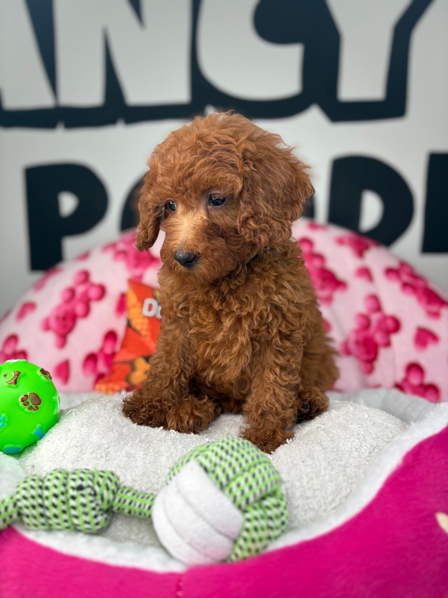 Dark Red Female Miniture Poodle (Deposit Only, Please Read The Description Below‼️)