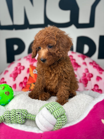 Dark Red Female Miniture Poodle (Deposit Only, Please Read The Description Below‼️)