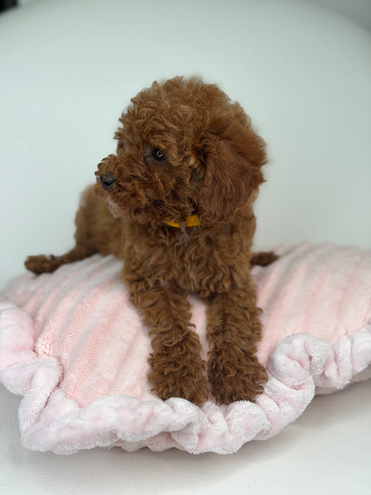 Dark Red Male Teacup Poodle (Deposit Only‼️Please Read The Description Below‼️)