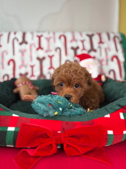 Red Female Teacup Poodle 🍫(Deposit Only‼️Please Read The Description Below‼️)