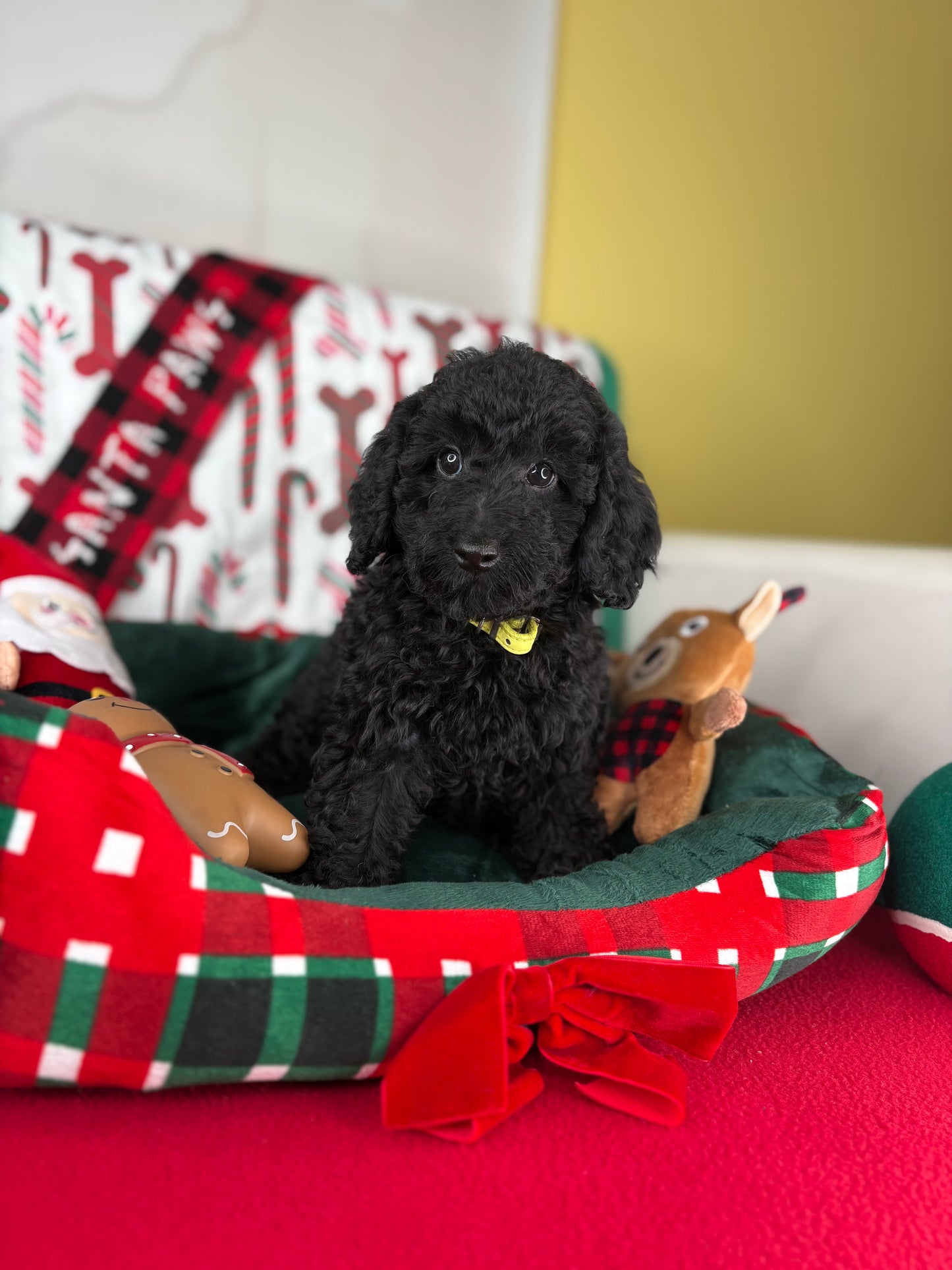 Black Male Toy Poodle (Deposit Only ‼️ Please Read DESCRIPTION Below‼️)