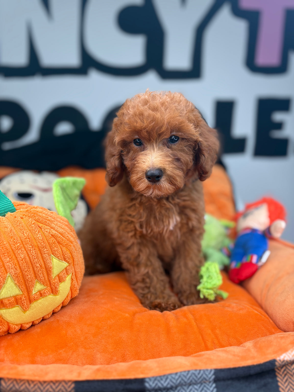 Apricot Male Toy Poodle 🐩 (Deposit Only‼️Please Read The Description Below‼️)