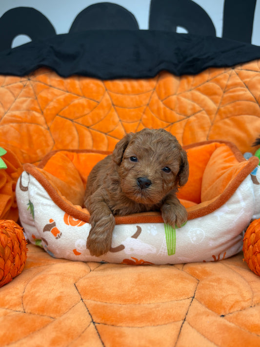 Pop The Teacup Poodle 🐩 (Deposit Only ‼️Please Read The Description Below‼️)