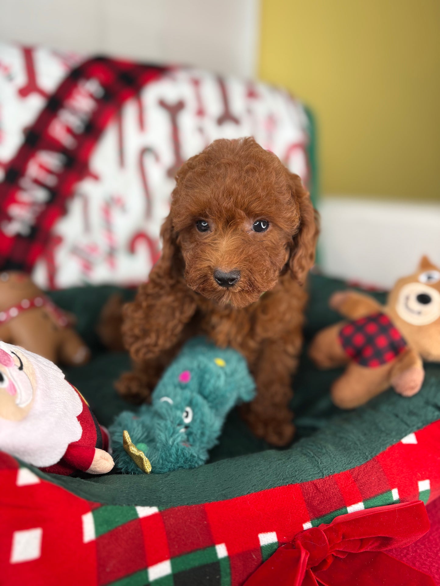Dark Red Female Toy Poodle ( Deposit Only, Please Read The DESCRIPTION Below‼️)