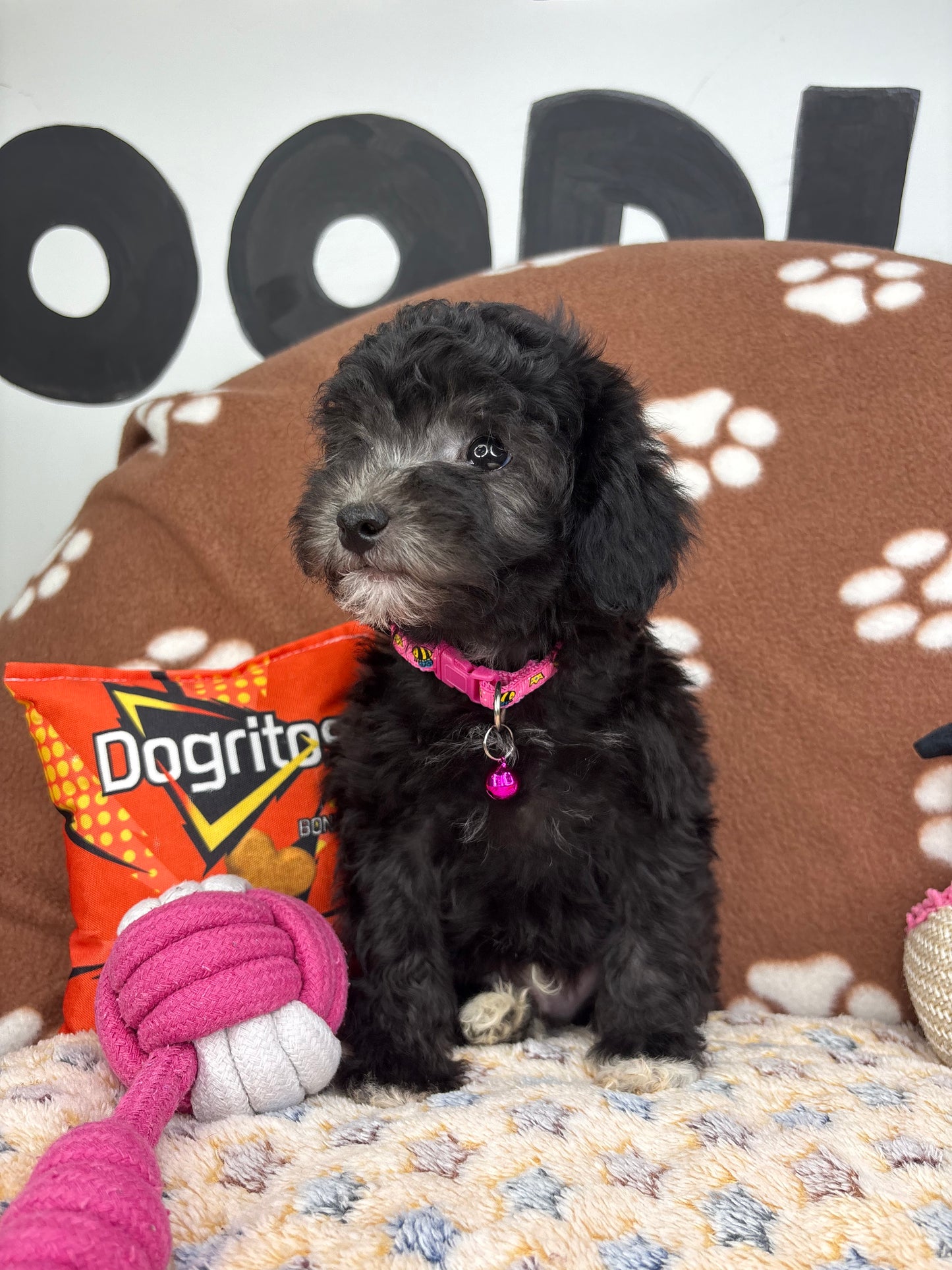 Black Male Toy Poodle (Deposit Only‼️Please Read The Description Below‼️)