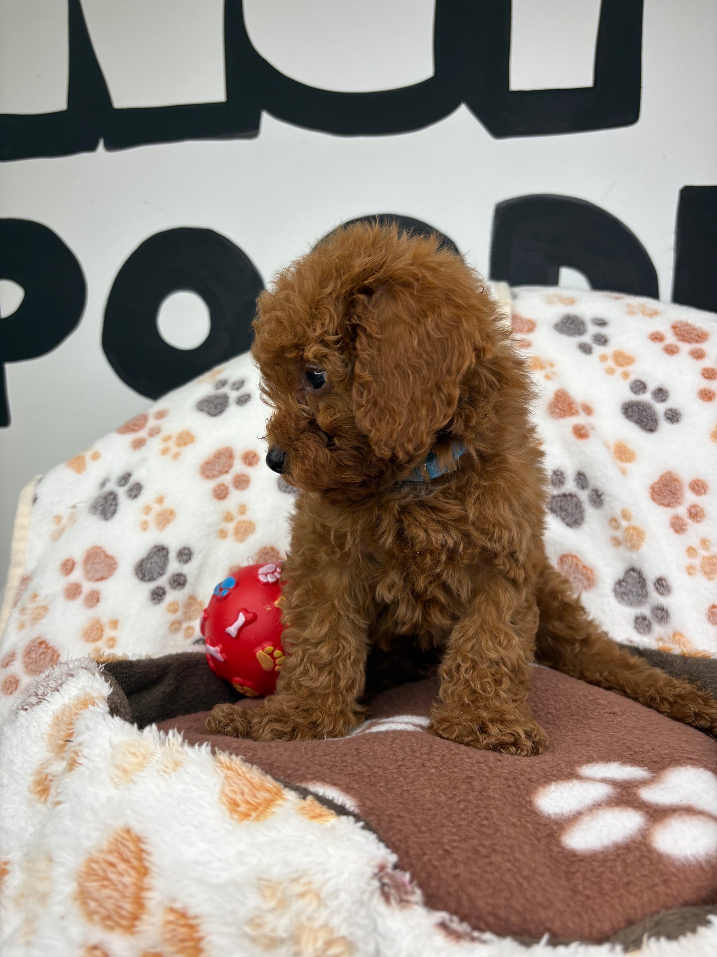 Red Male Toy Poodle (Deposit Only ‼️ Please Read DESCRIPTION Below‼️)