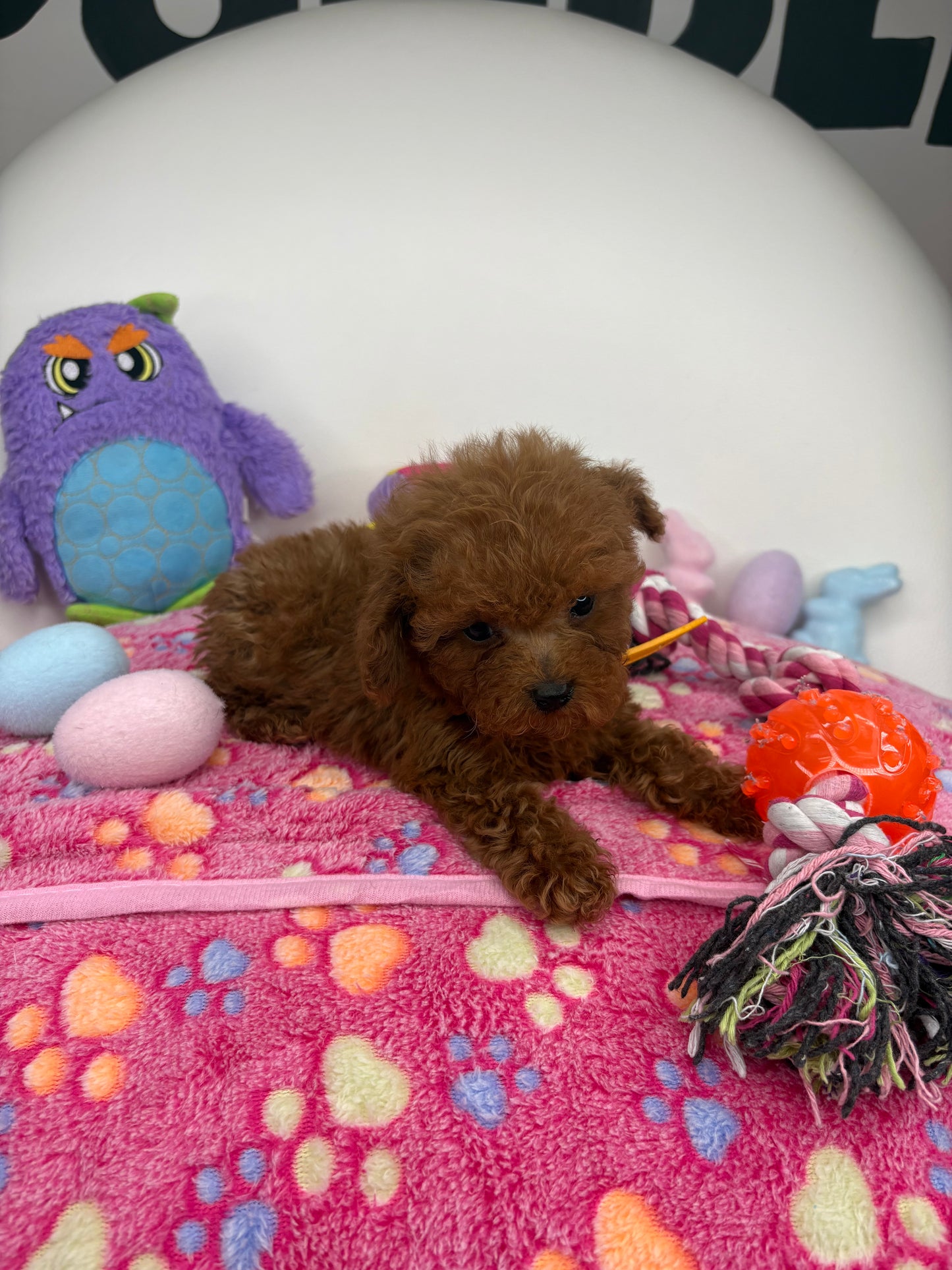 Dark Red Male Micro Poodle Deposit Only‼️ (Please DESCRIPTION Read Below‼️)
