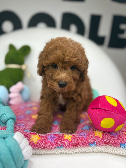 Red Male Toy Poodle ‼️(Deposit Only ‼️ Please Read The Description Below ‼️)