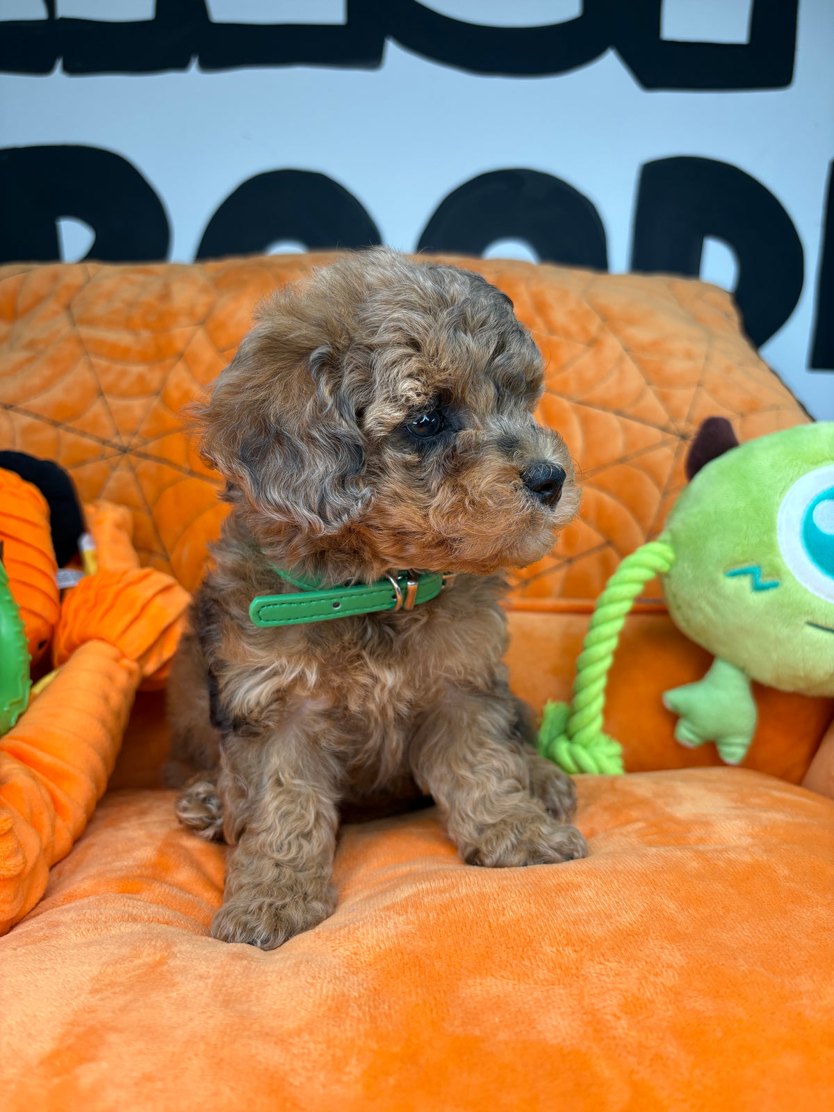 Merle Female Teacup Poodle ‼️(Deposit Only ‼️ Please Read The Description Below ‼️)