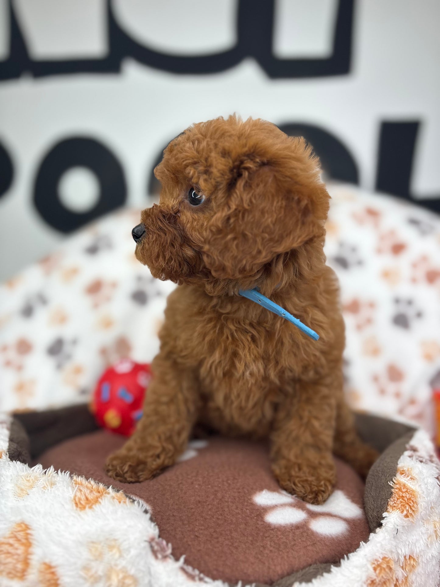Dark Red Male Toy Poodle (Deposit Only‼️ Please Read The DESCRIPTION Below‼️)