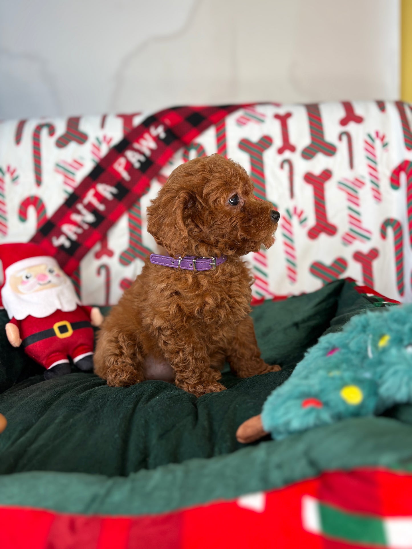 Dark Red Female Toy Poodle ‼️ (Deposit Only Please Read The DESCRIPTION Below‼️