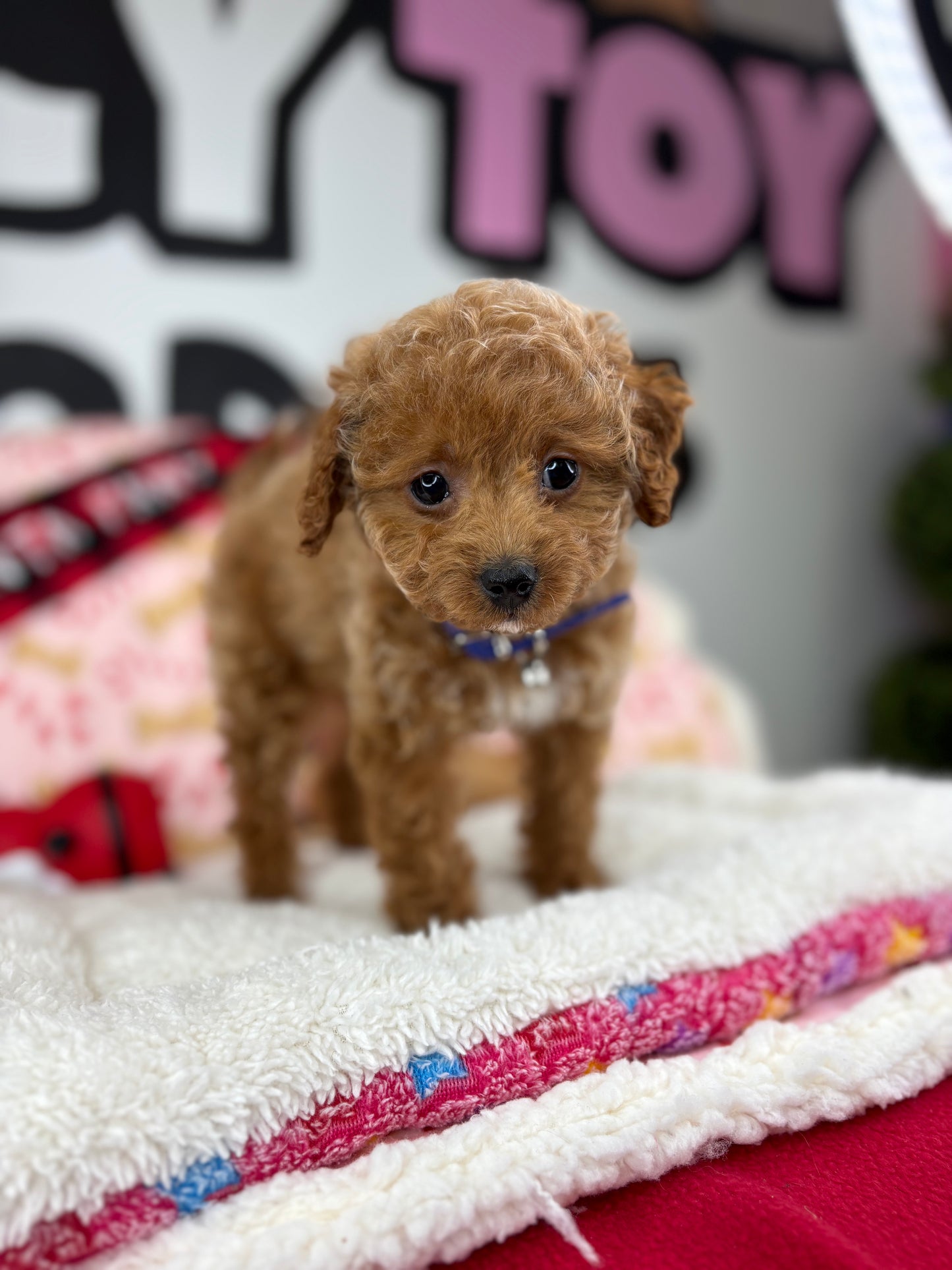 Red Male Toy Poodle 🐩 (Deposit Only‼️Please Read The Description Below‼️)