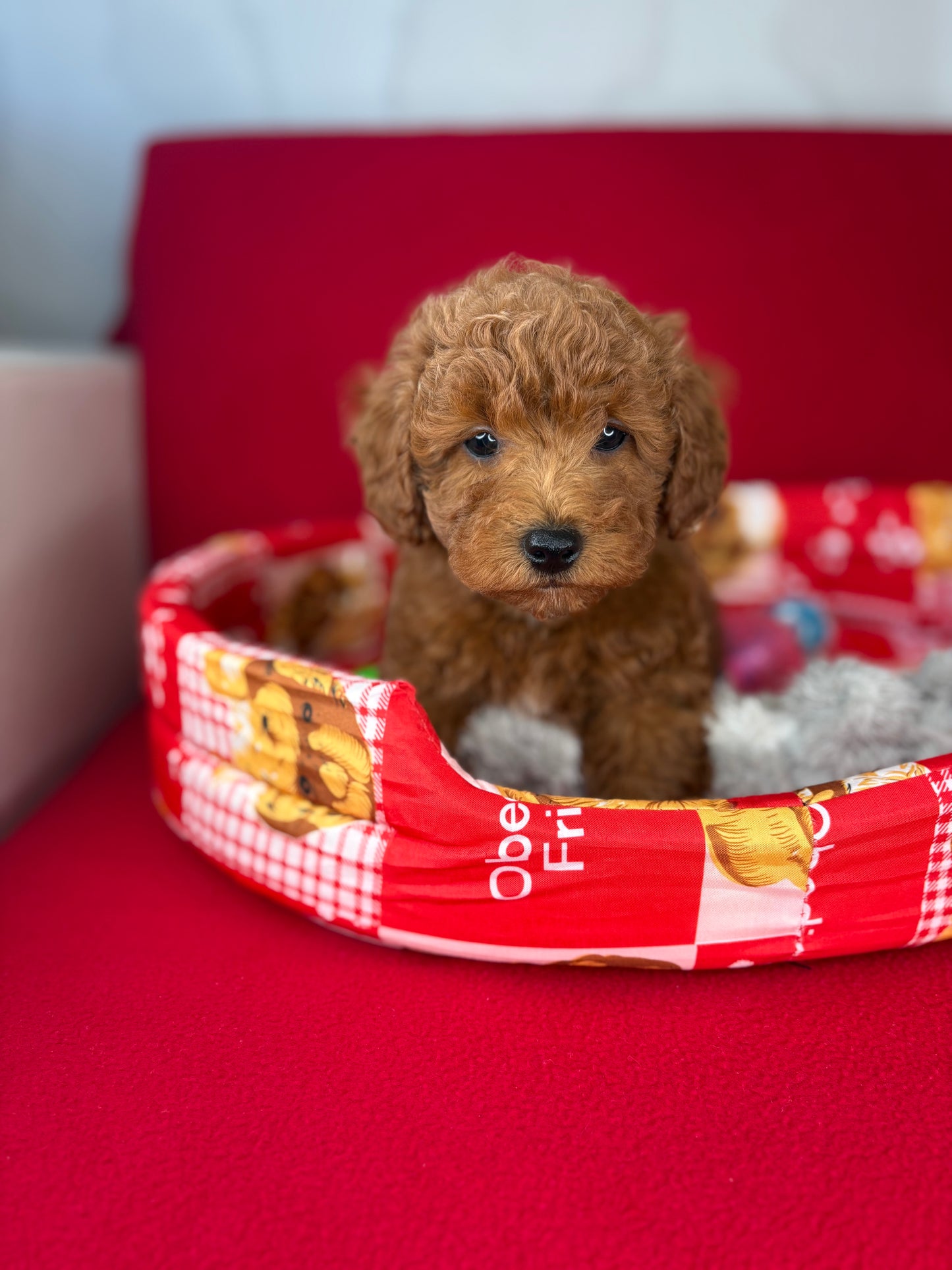 Red Male Toy Poodle 🐩 (Deposit Only‼️Please Read The Description Below‼️)