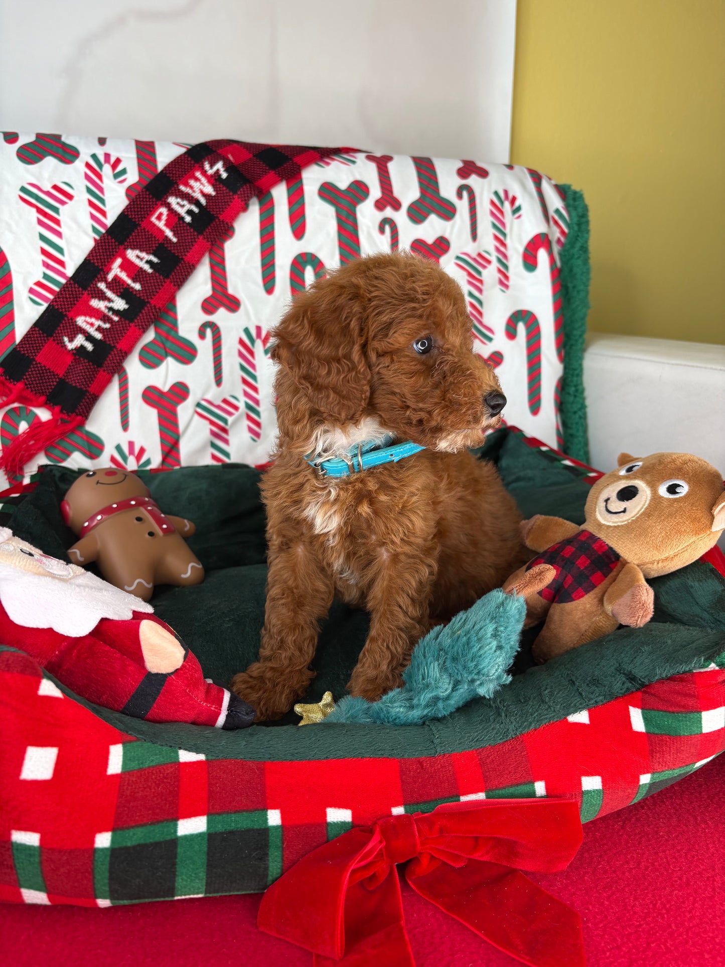 Red Female Toy Poodle (Deposit Only‼️Please Read The Description Below‼️)