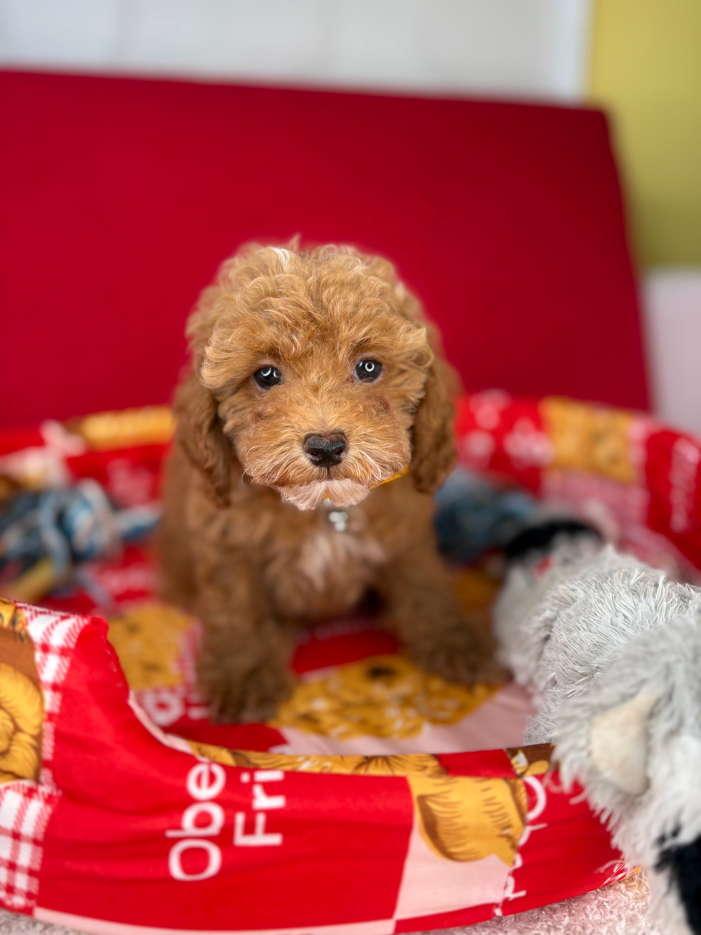 Red And White Female Teacup Poodle (Deposit Only‼️Please Read The Description Below‼️)