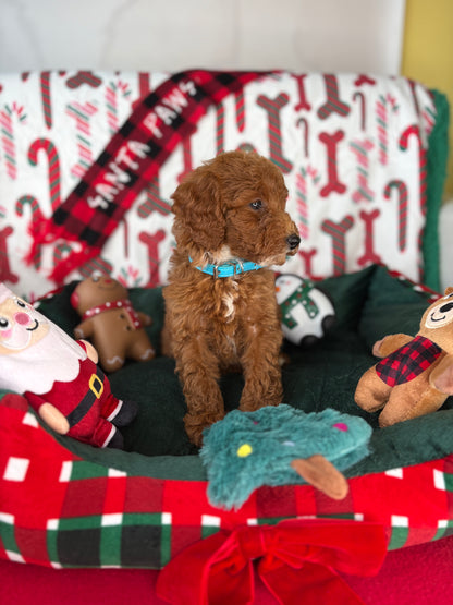 Red Female Toy Poodle (Deposit Only‼️Please Read The Description Below‼️)