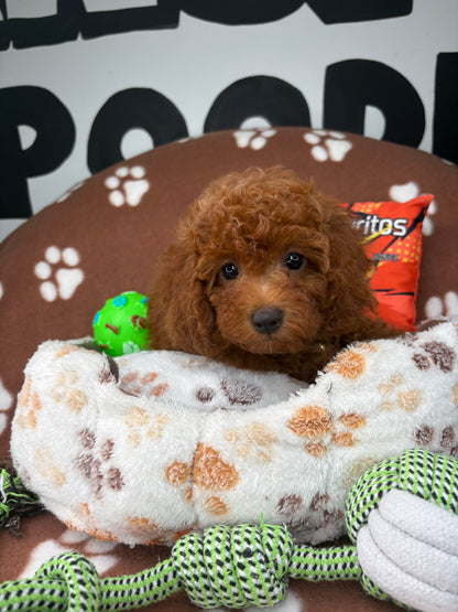 Dark Red Male Miniture Poodle (Deposit Only, Please Read The Description Below‼️)