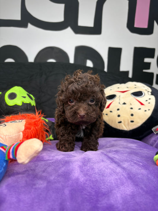 Queen The Chocolate Teacup Poodle 🐩 (Deposit Only‼️ Please Read The Description Below‼️)