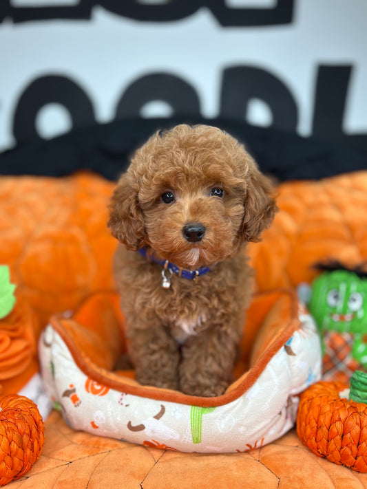 Red Male Teacup Poodle (Deposit Only‼️Please Read The Description Below‼️)
