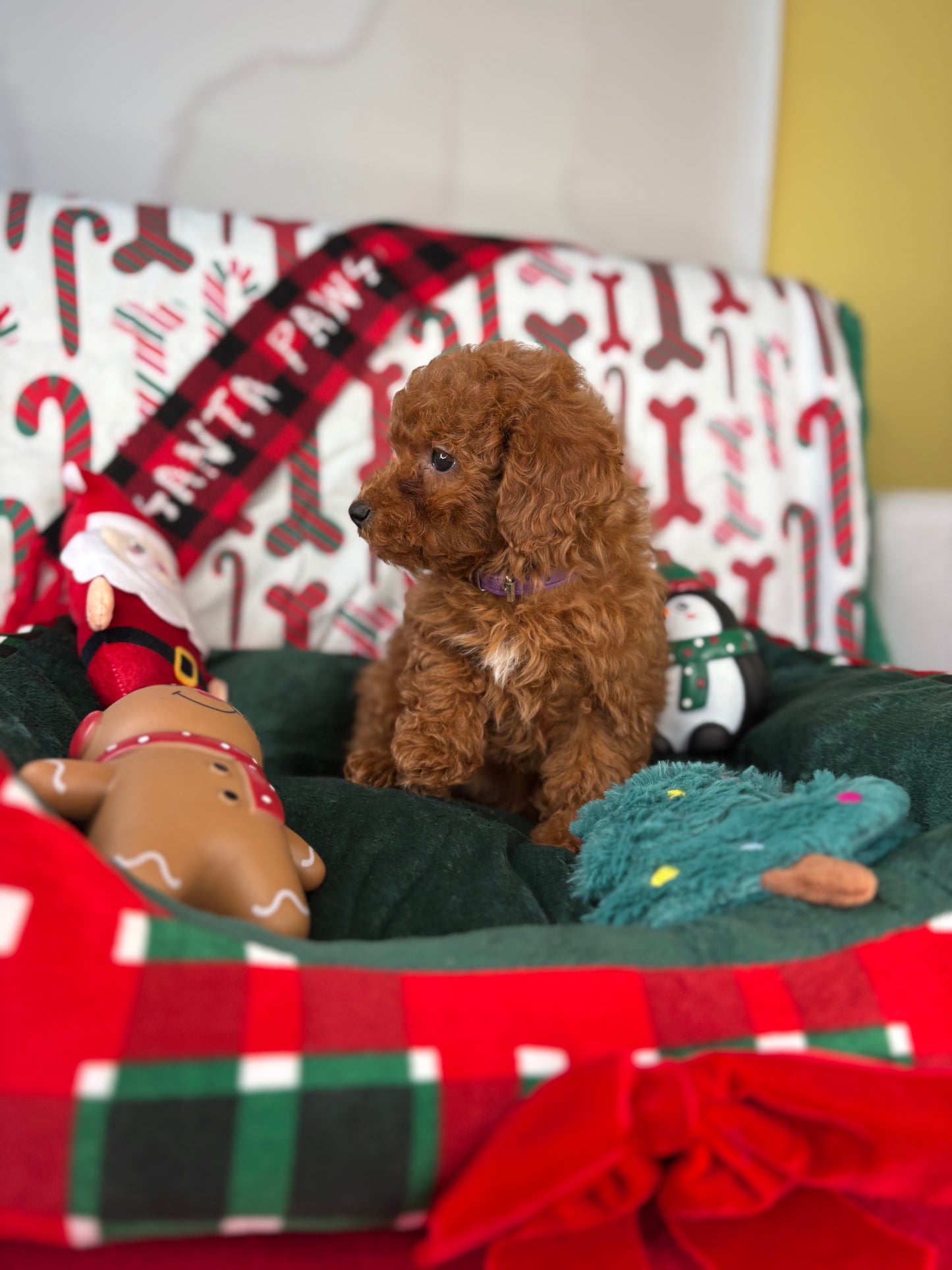 Dark Red Female Toy Poodle (Deposit Only‼️Please Read The Description Below‼️)