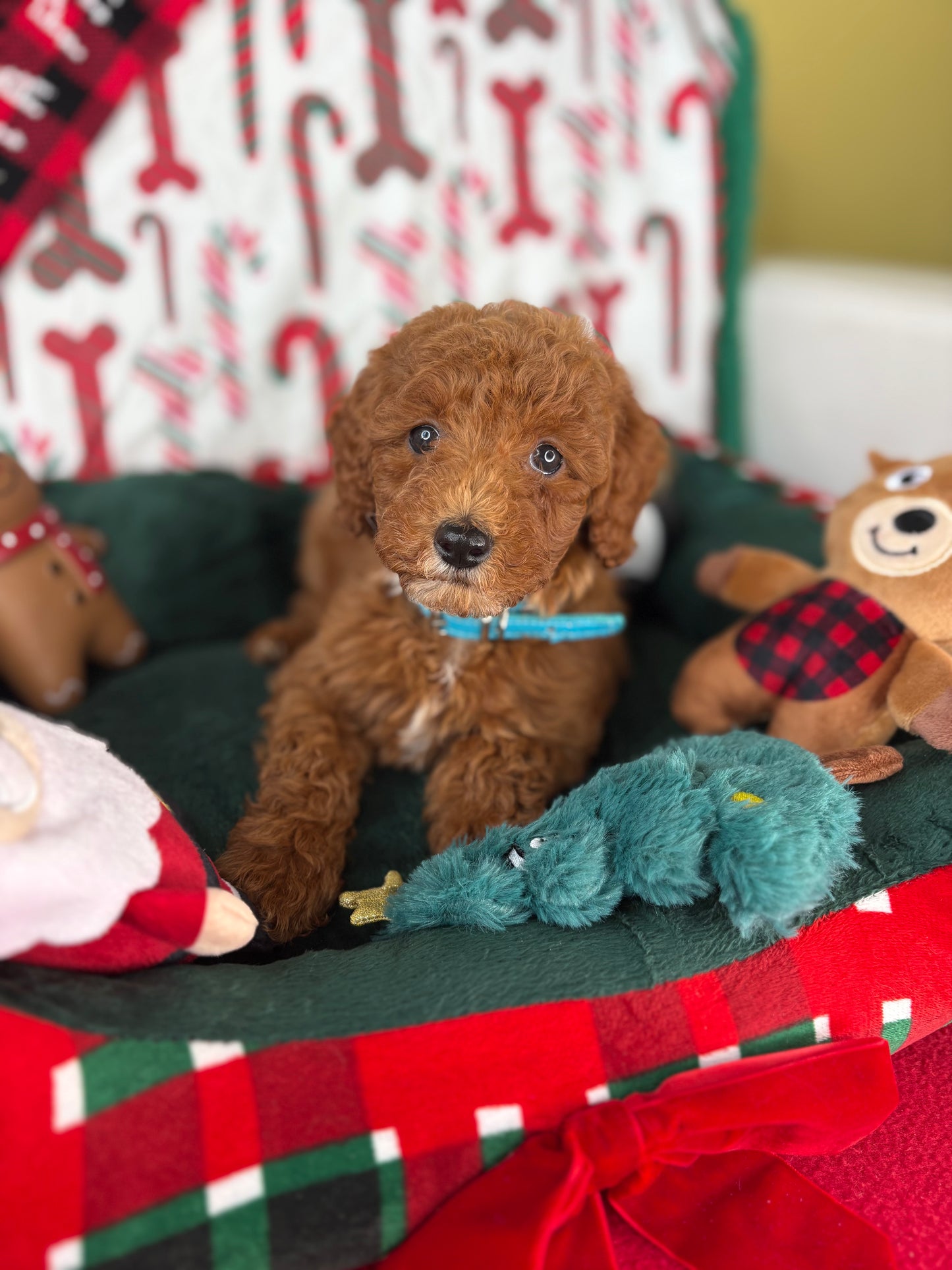Red Female Toy Poodle (Deposit Only‼️Please Read The Description Below‼️)