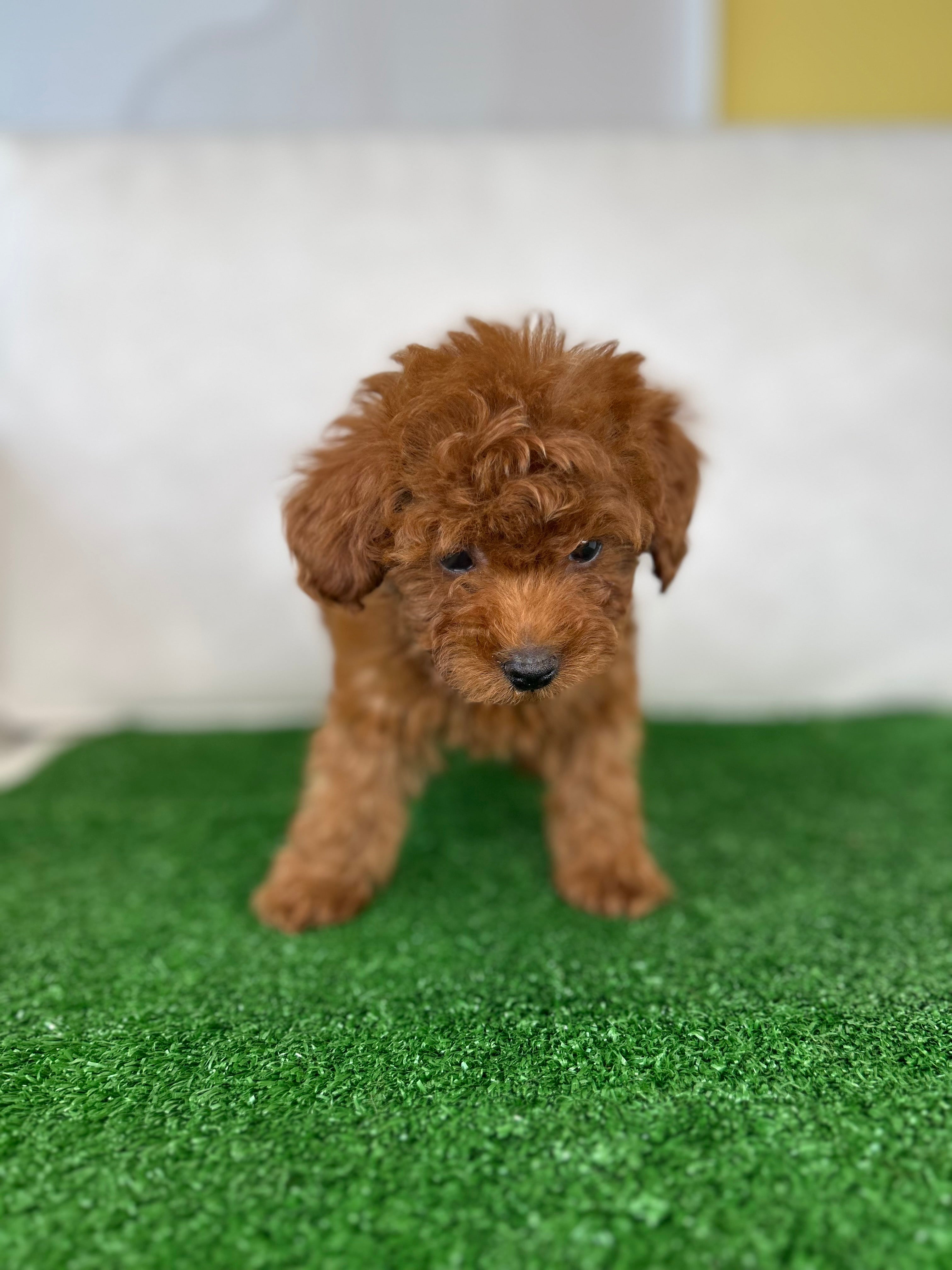 Male Micro Poodle (Deposit Only ‼️Please Read The DESCRIPTION Below‼️ ...