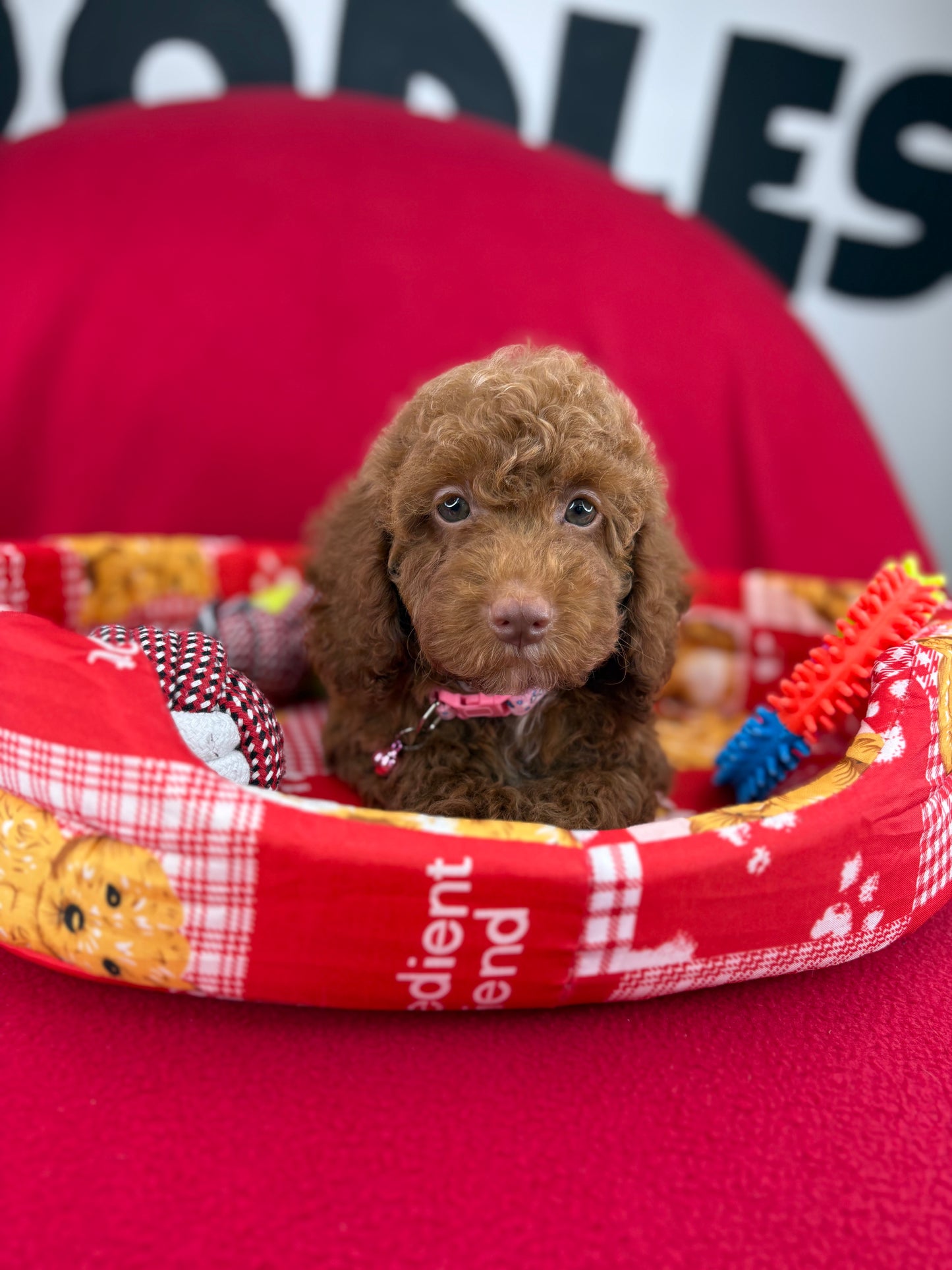 Red Female Miniture Poodle (Deposit Only, Please Read The Description Below‼️)