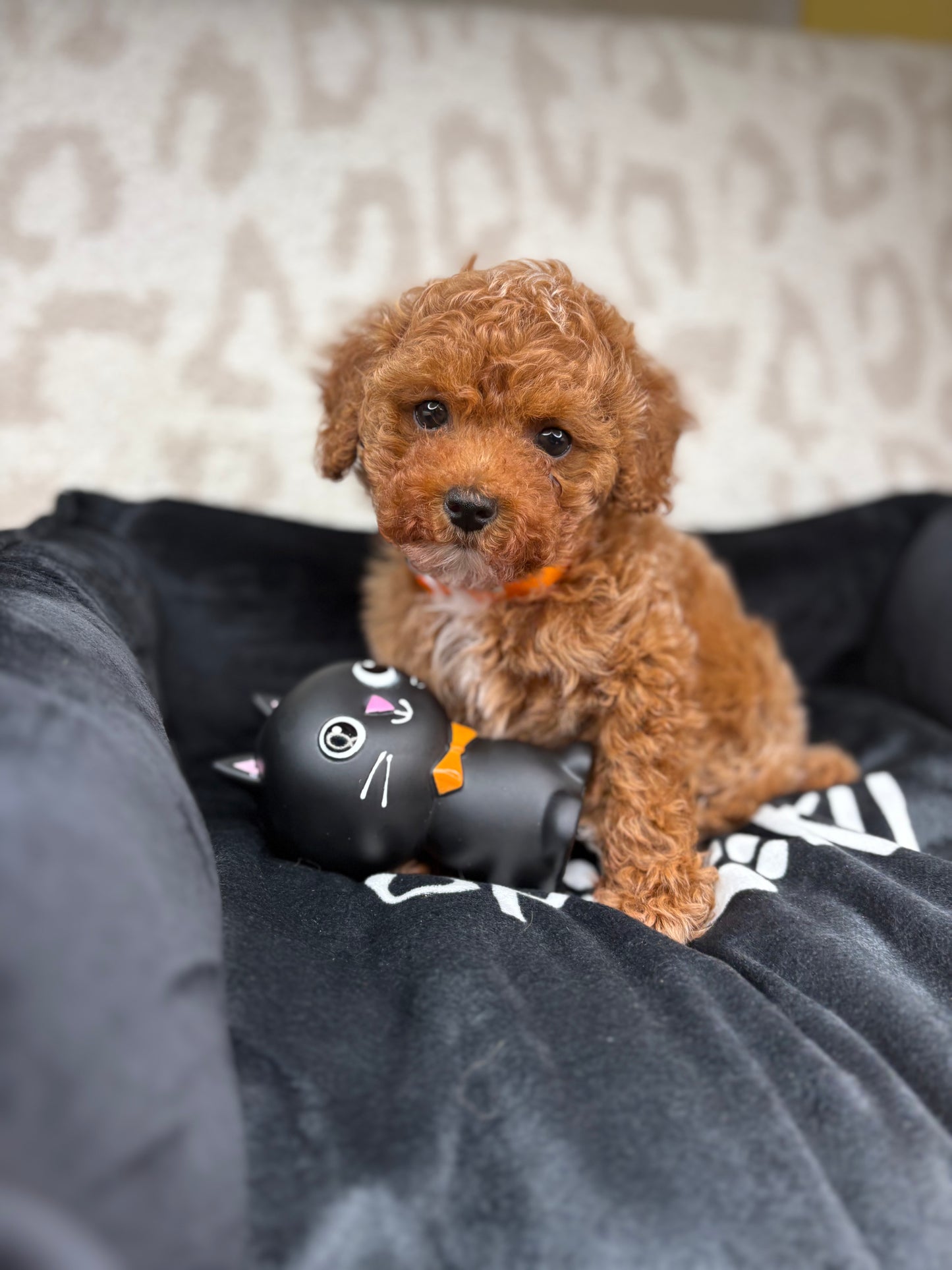 Apricot Male Teacup Poodle 🐩 ‼️(Deposit Only, Please Read The Description Below‼️)