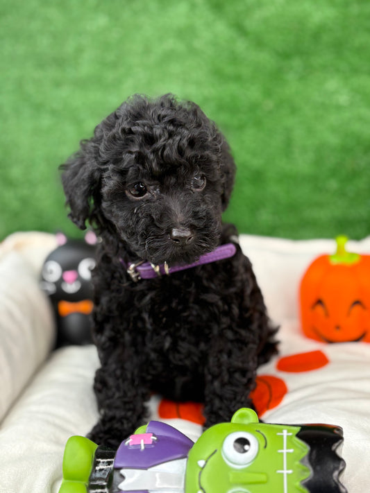 Black Male Toy Poodle 🐩 (Deposit Only ‼️ Please Read The Description Below ‼️)