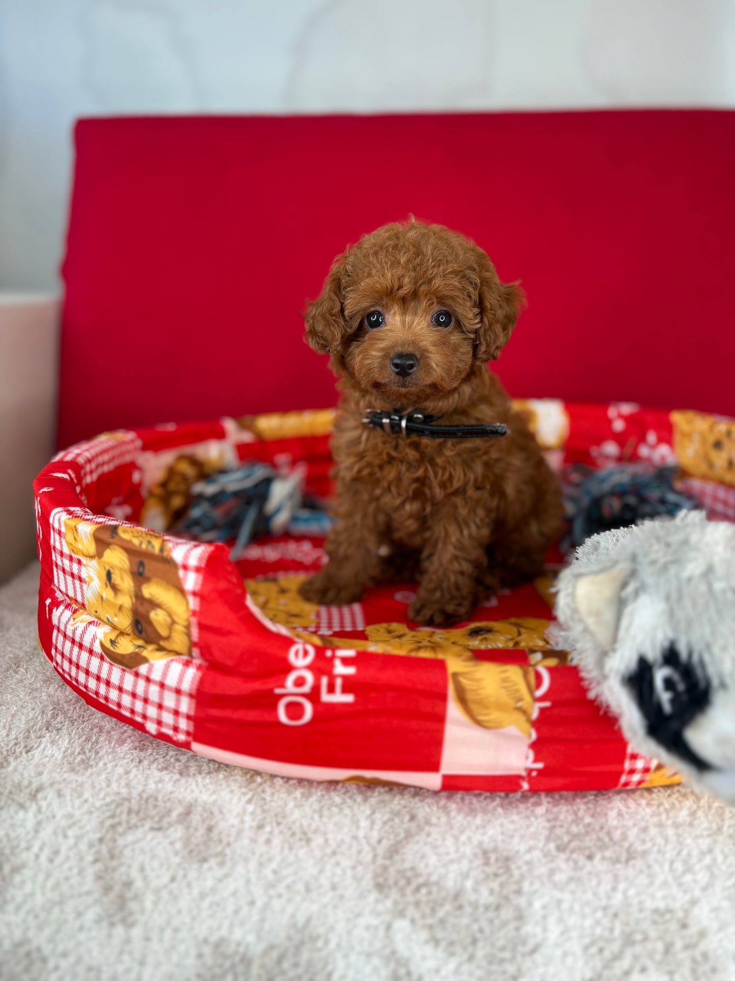 Dark Red Female Teacup Poodle (Deposit Only‼️ Please Red The DESCRIPTION Below‼️)