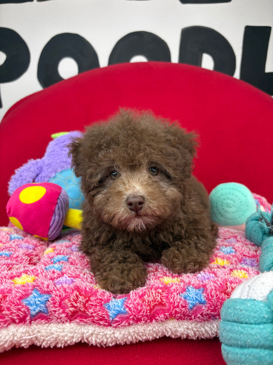 Chocolate Male Miniature 🍩Poodle (Deposit Only ‼️ Please Read The DESCRIPTION Below‼️)