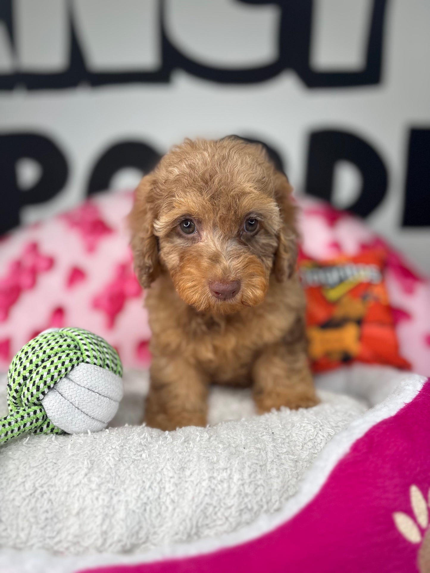 Chocolate Merle Male Toy Poodle 🐩 (Deposit Only ‼️ Please Read The Description Below ‼️)