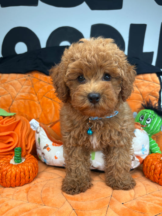 Apricot Female Toy Poodle (Deposit Only‼️Please Read The Description Below‼️)