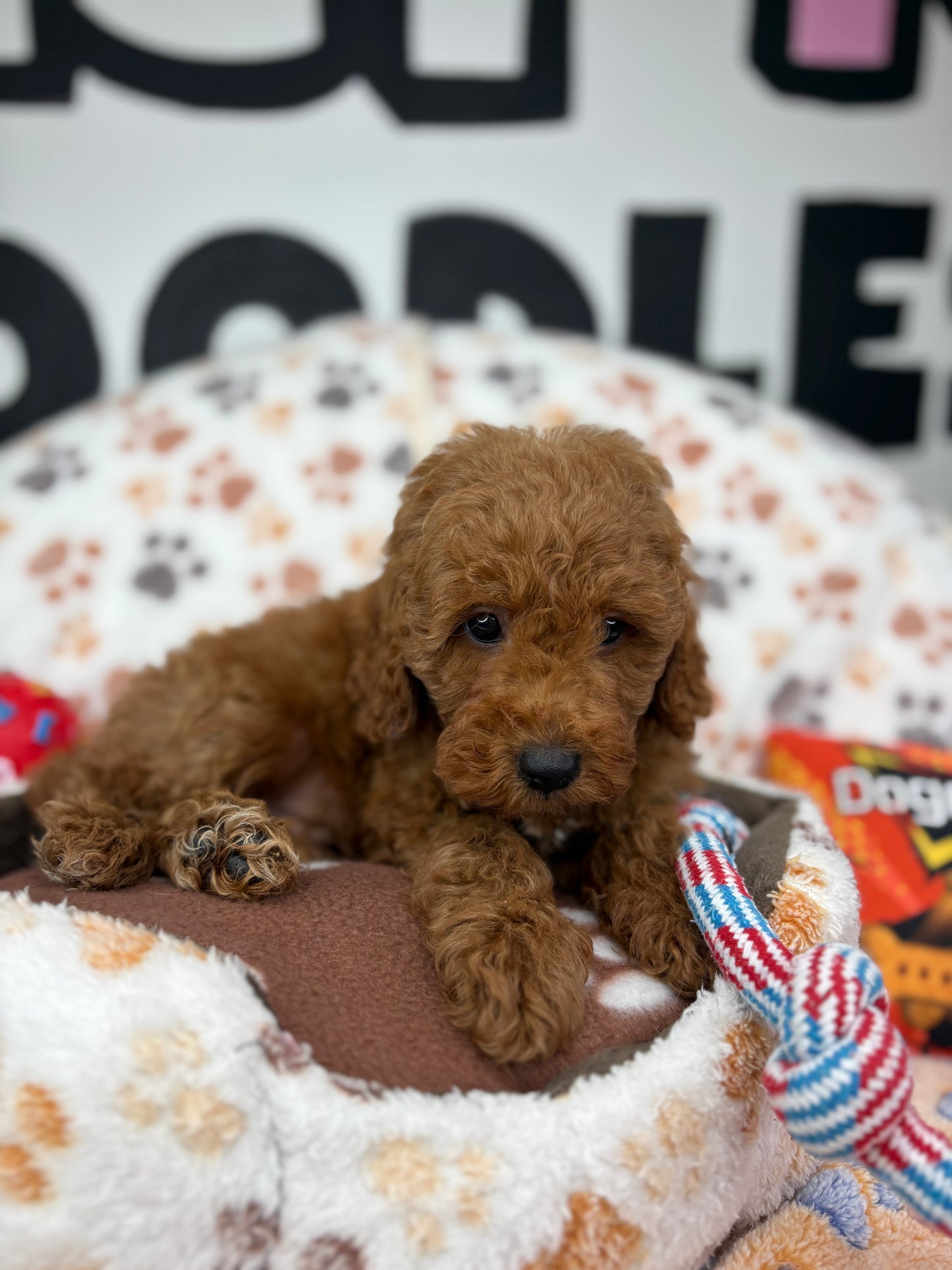 Red Male Toy Poodle ‼️(Deposit Only ‼️ Please Read The Description Below ‼️)