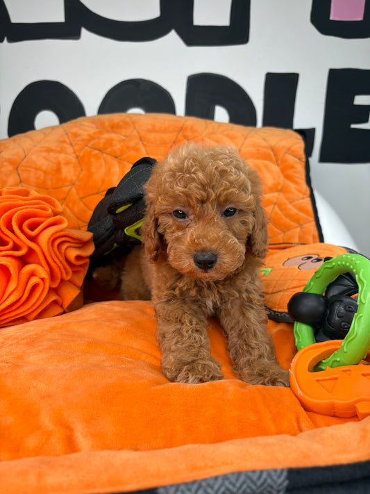 Apricot Male Toy Poodle (Deposit Only ‼️ Please Read DESCRIPTION Below‼️)