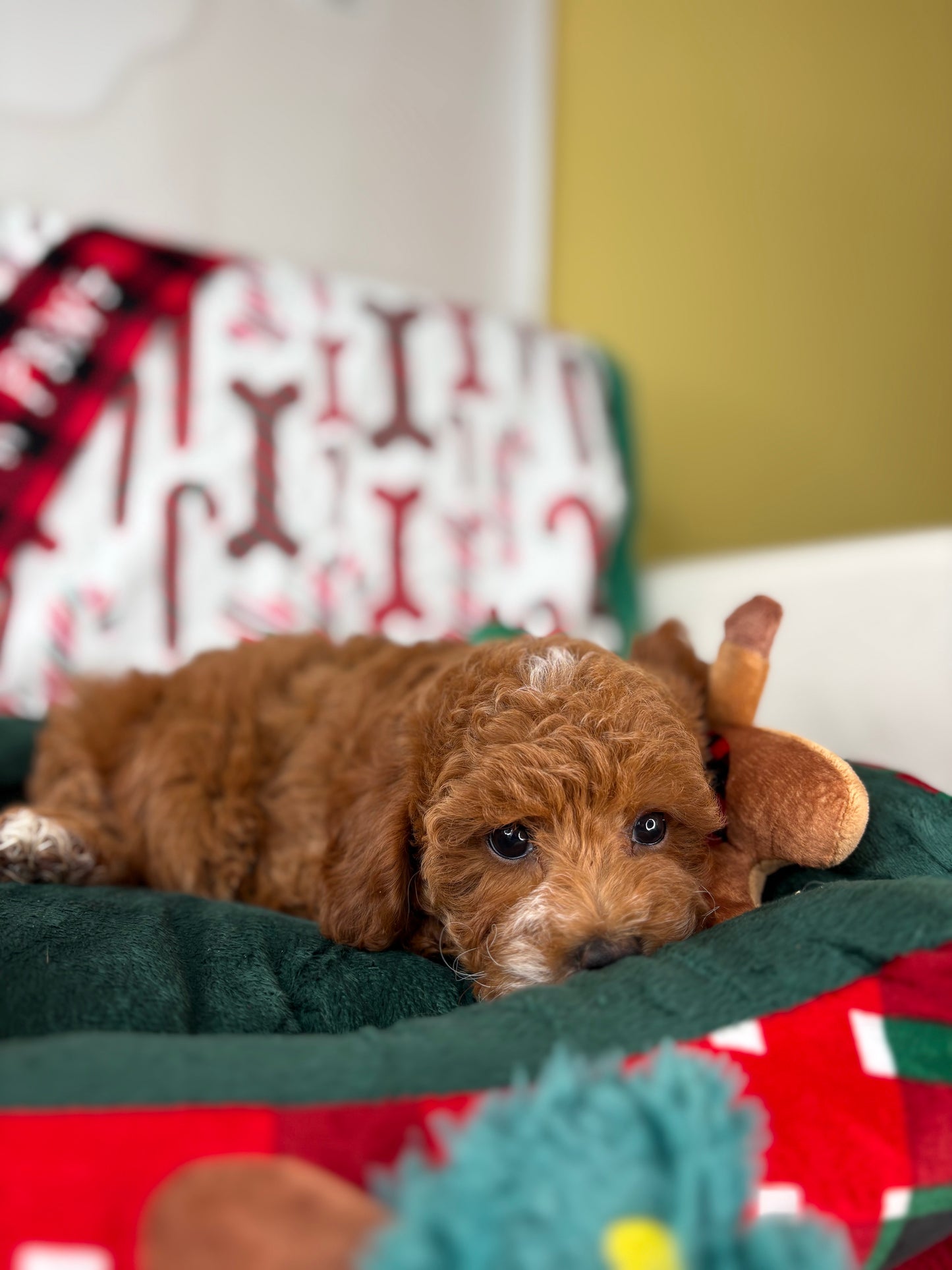 Red Male Toy Poodle (Deposit Only ‼️ Please Read DESCRIPTION Below‼️)